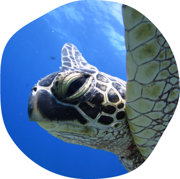 99% chance of encountering sea turtles while snorkeling.