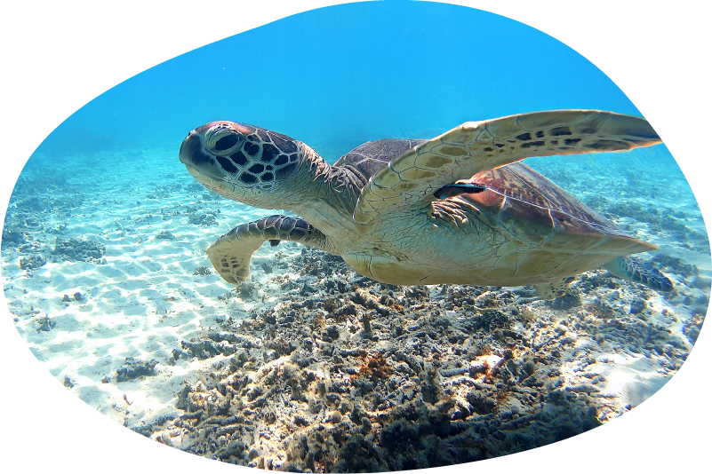 Sea Turtle Snorkeling